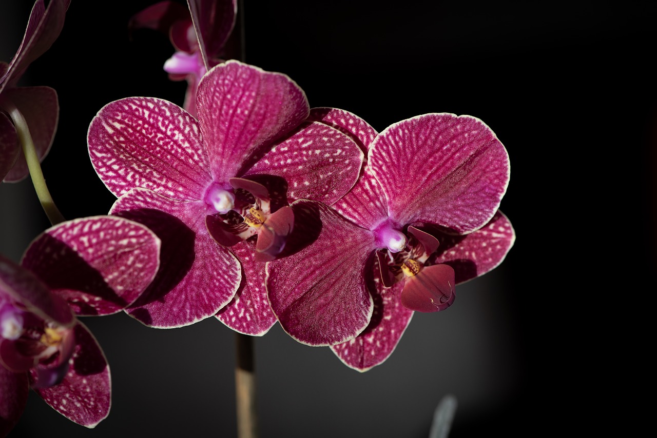 orchid  pink  purple free photo