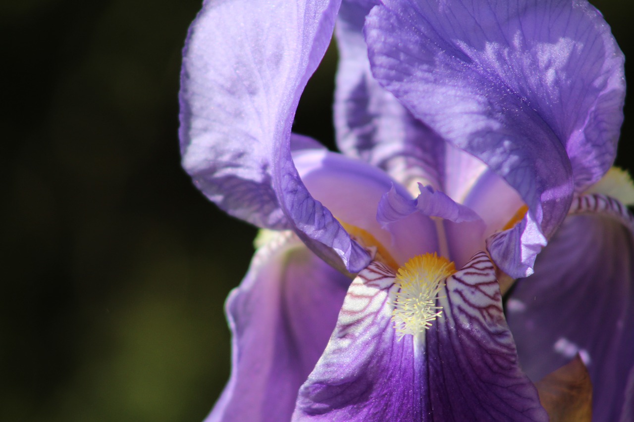 orchid  flower  purple free photo