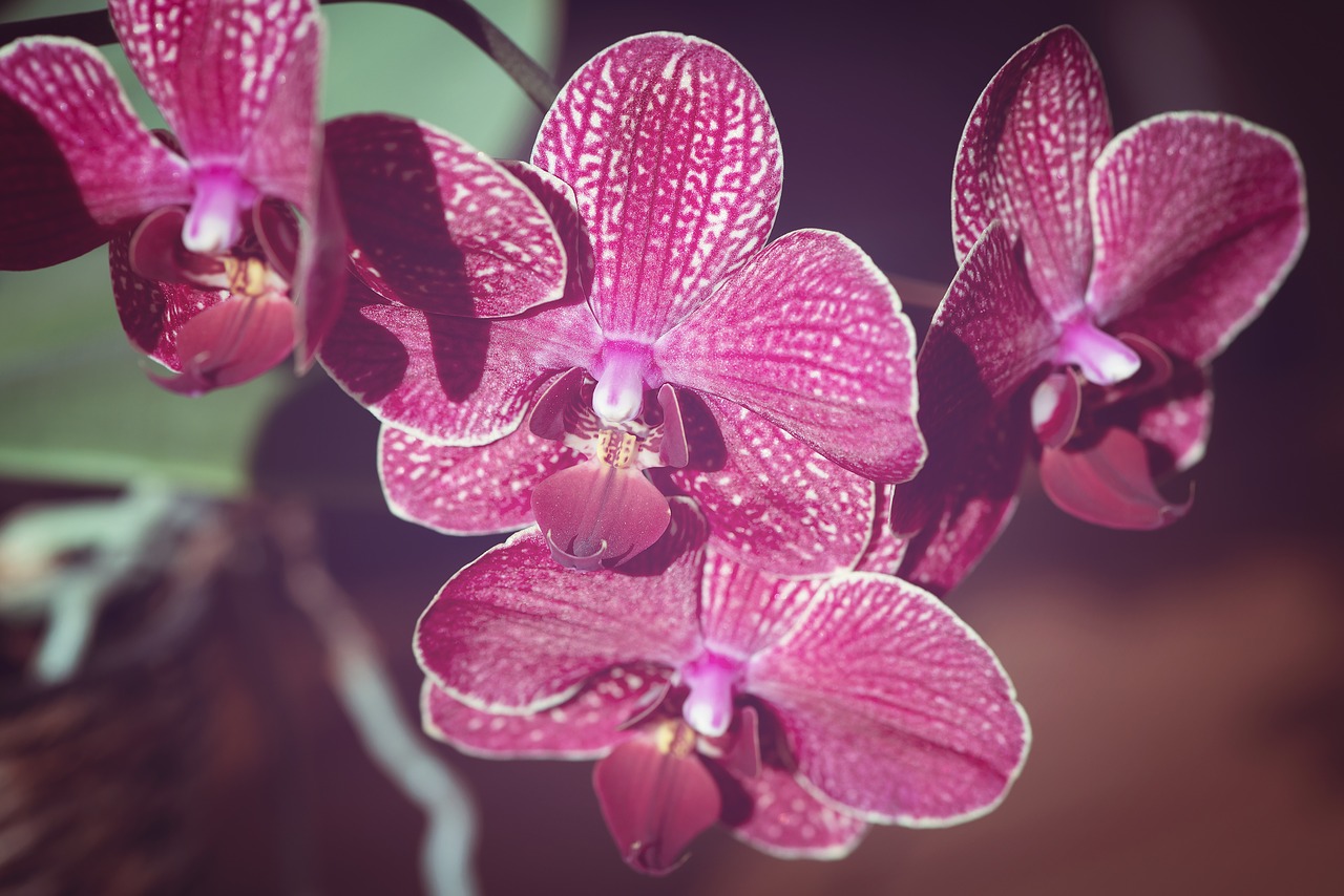 orchid  plant  flower free photo