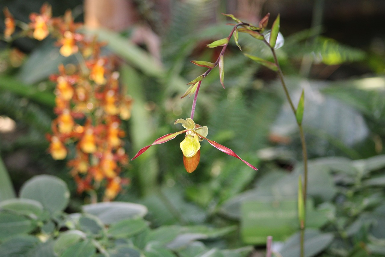 orchid  demoiselle  flower free photo