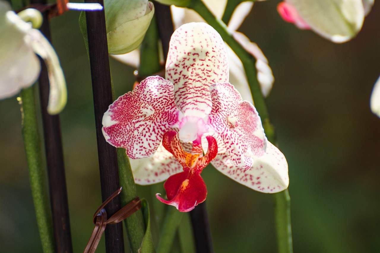 orchid leaf blossom free photo