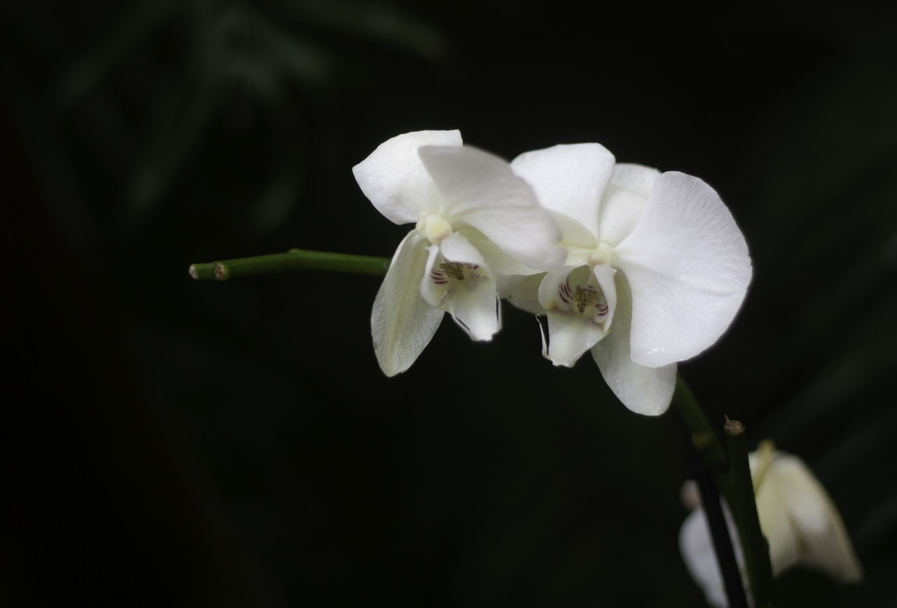 orchid  white flowers  flowers free photo