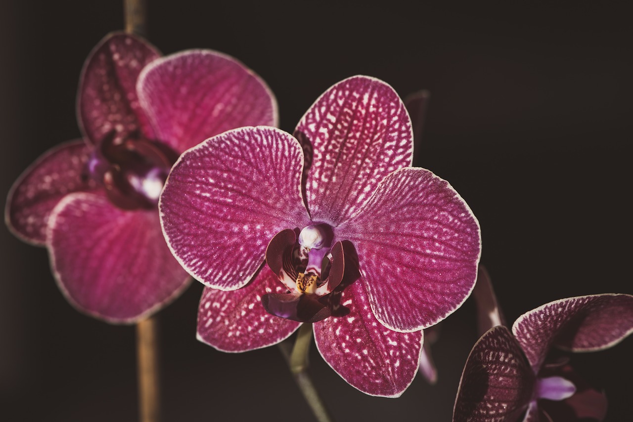 orchid  dusky pink  purple free photo