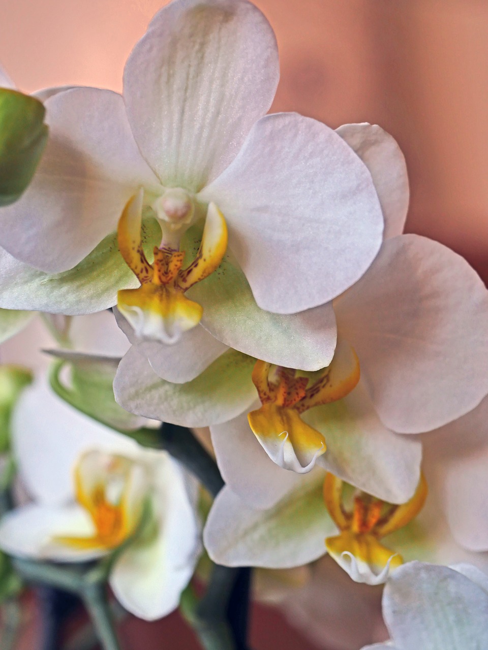 orchid  flowers  panicle free photo