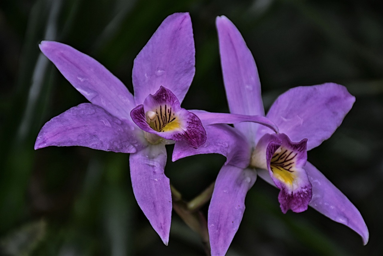 orchid  flower exotic  purple free photo