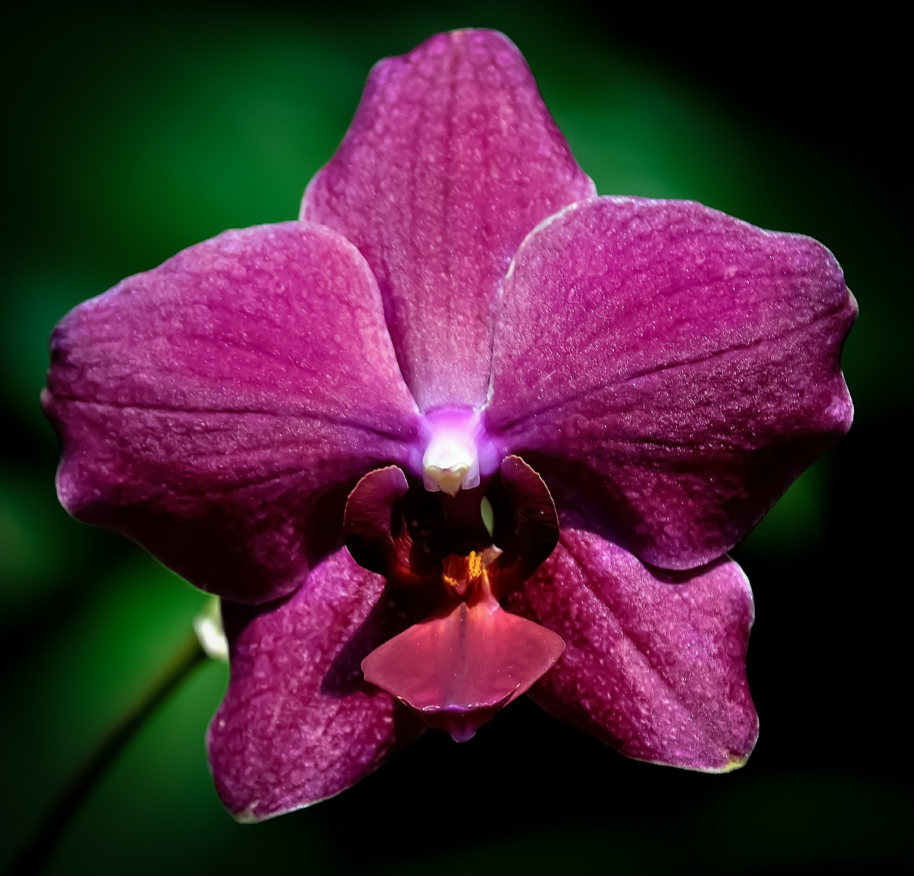 orchid flower purple free photo