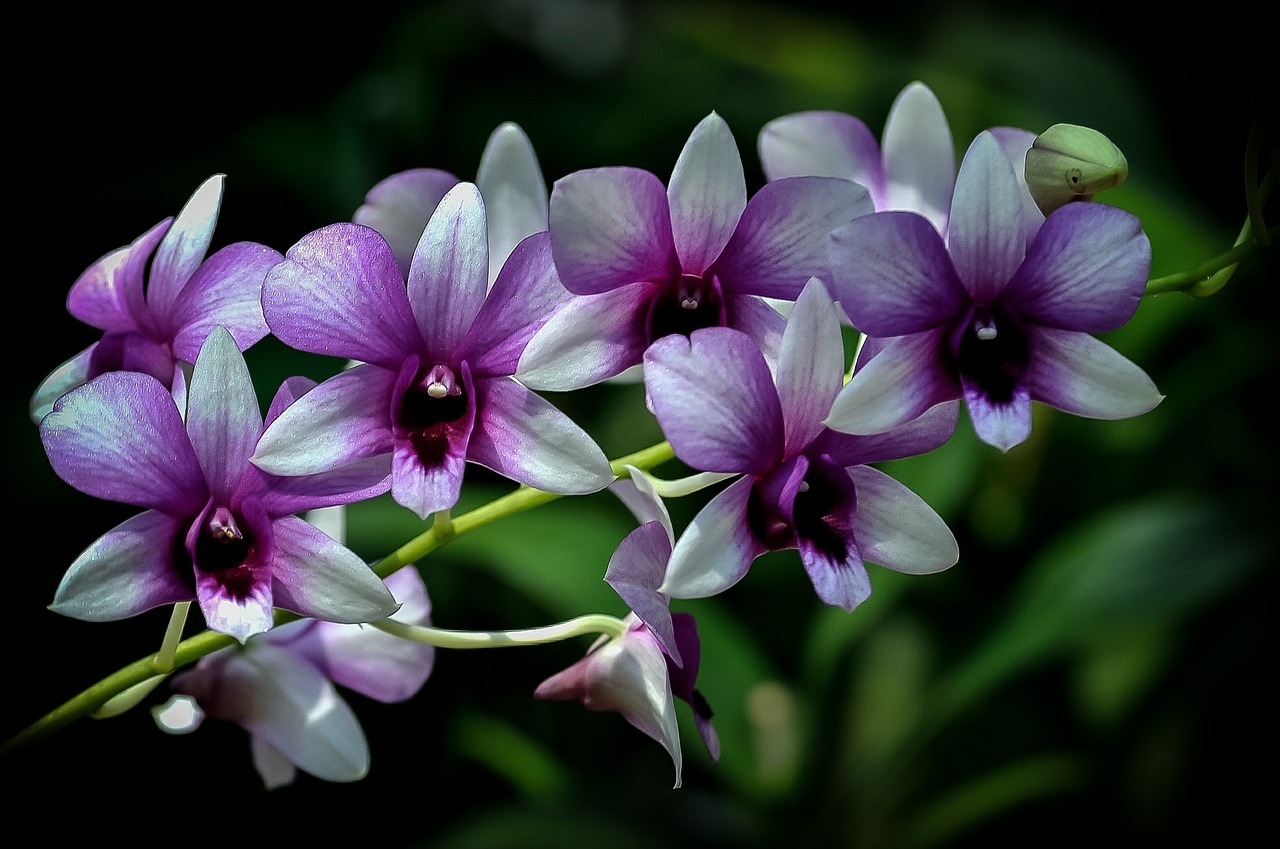 orchid purple flowers free photo