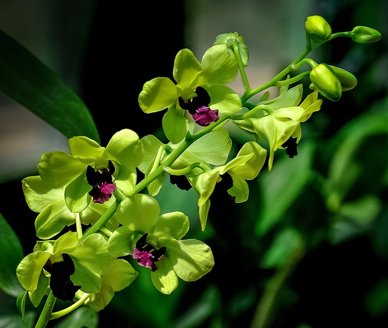 orchid green violet free photo