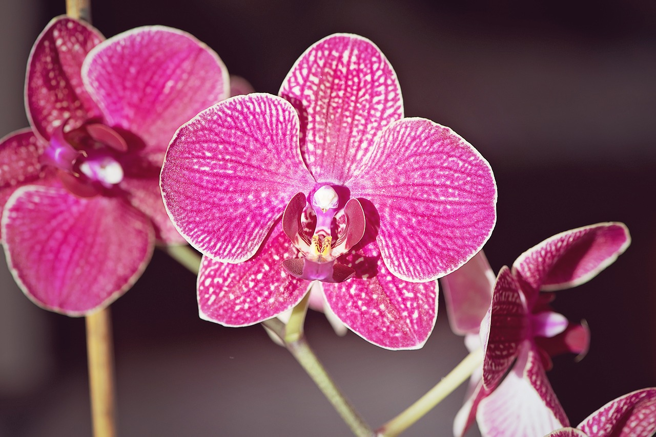 orchid  pink  flower free photo