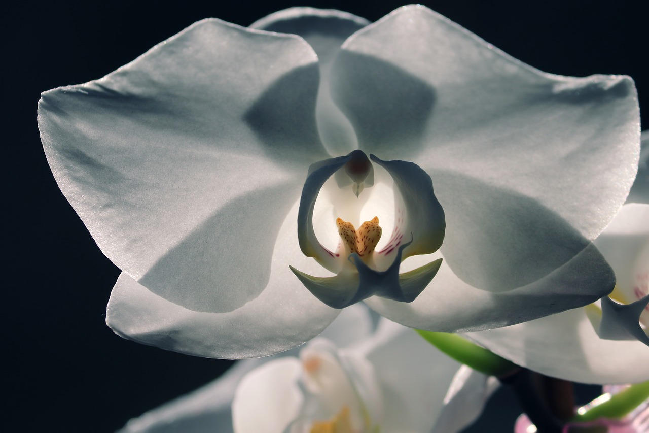 orchid  blossom  bloom free photo