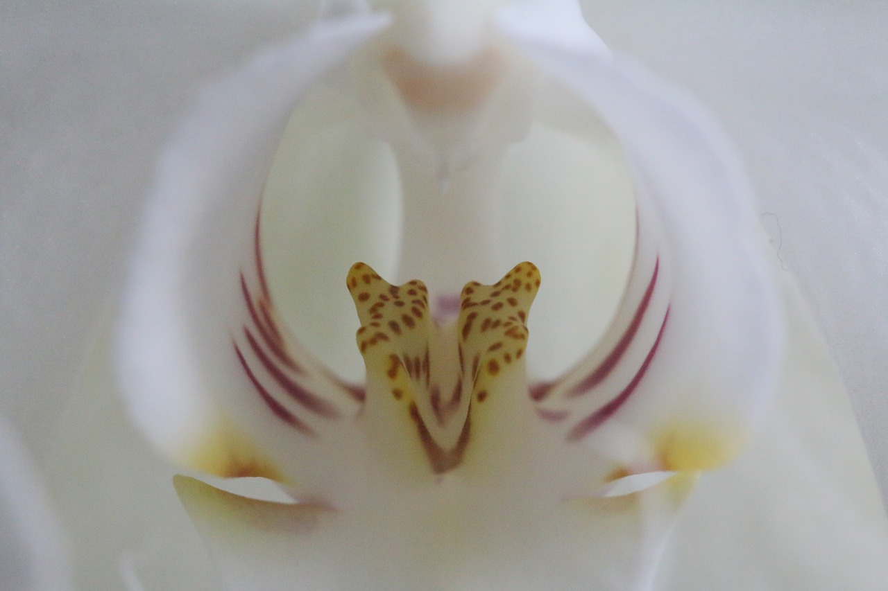 orchid  macro  phalaenopsis free photo