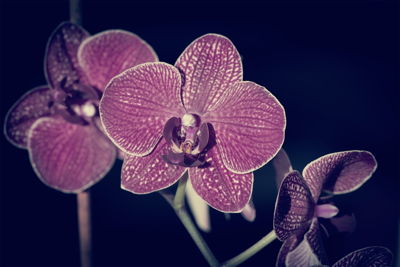 orchid  flower  blossom free photo