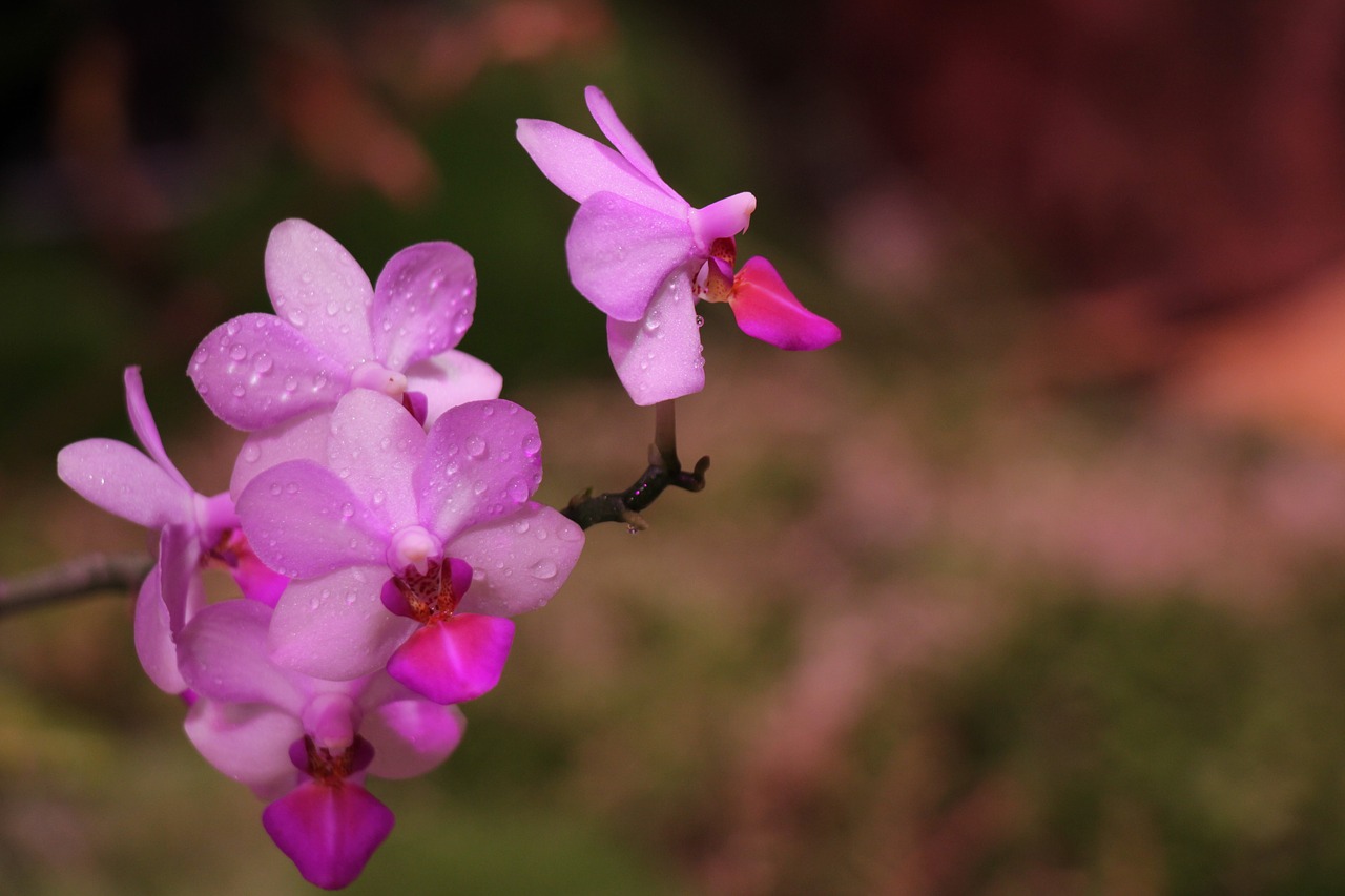 orchid  purple  flower free photo