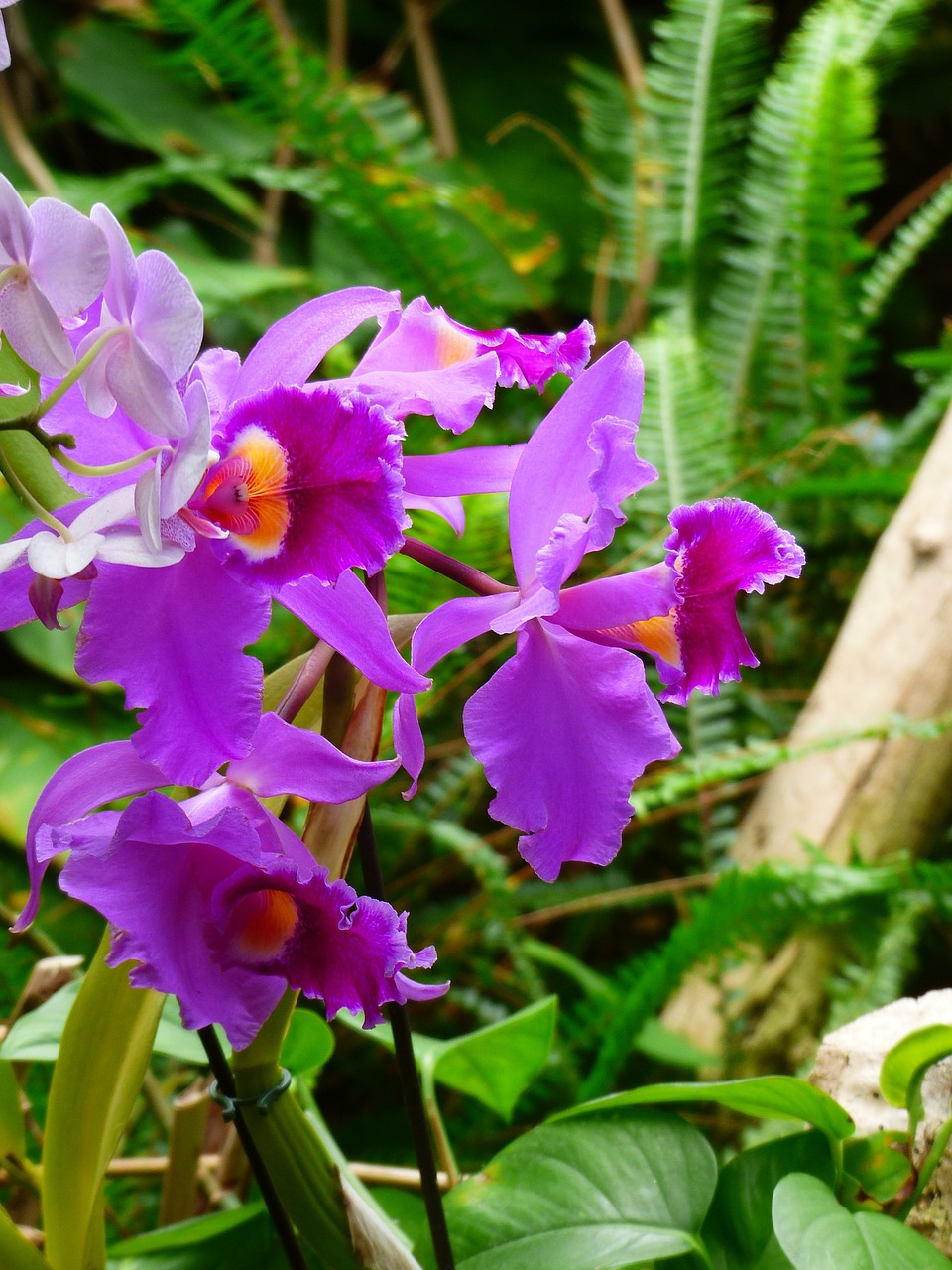orchid violet blossom free photo