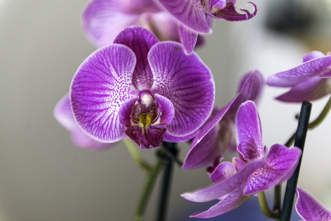 orchid  flower  houseplant free photo
