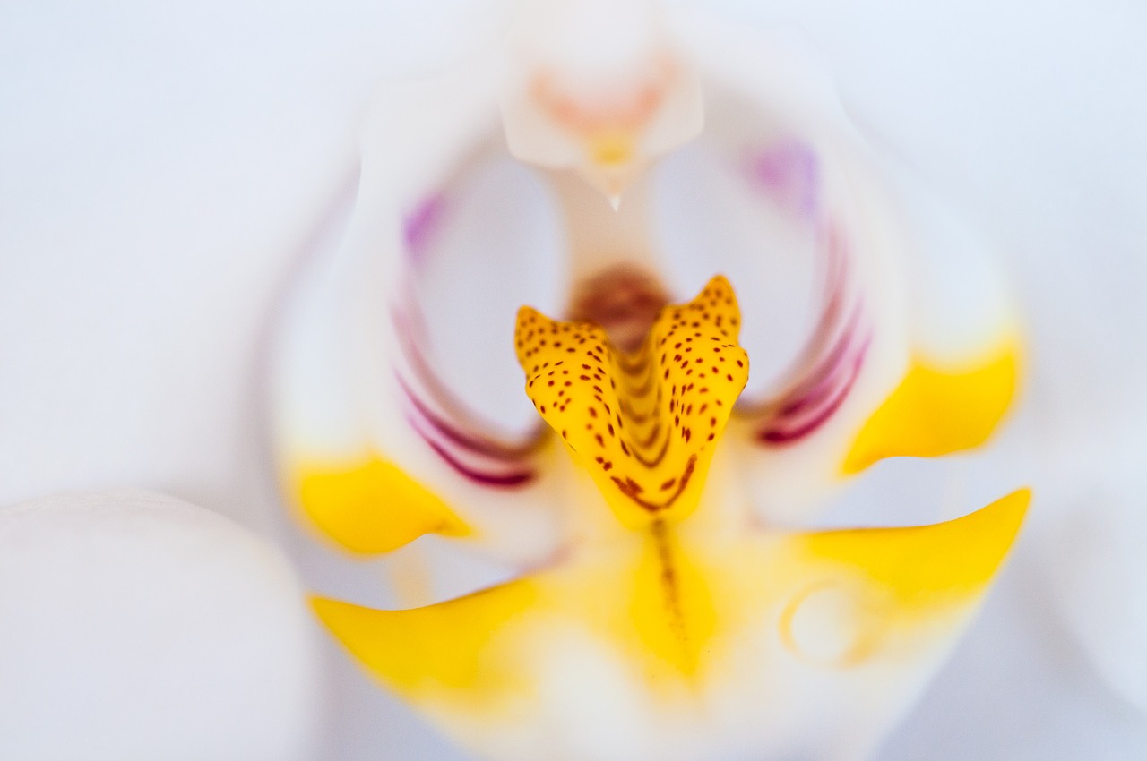 orchid  phalaenopsis  blossom free photo