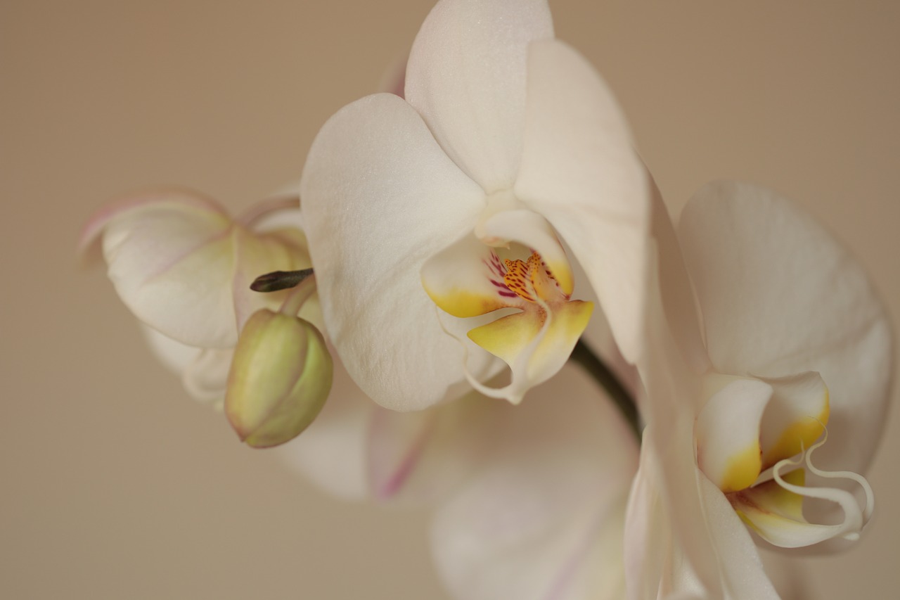 orchid  flowers  white free photo