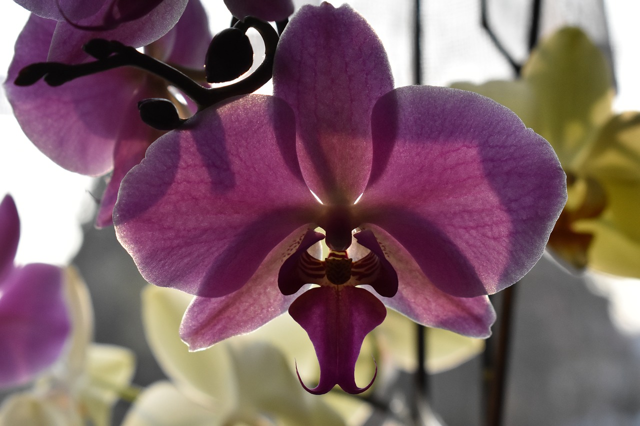 orchid  nature  flower free photo