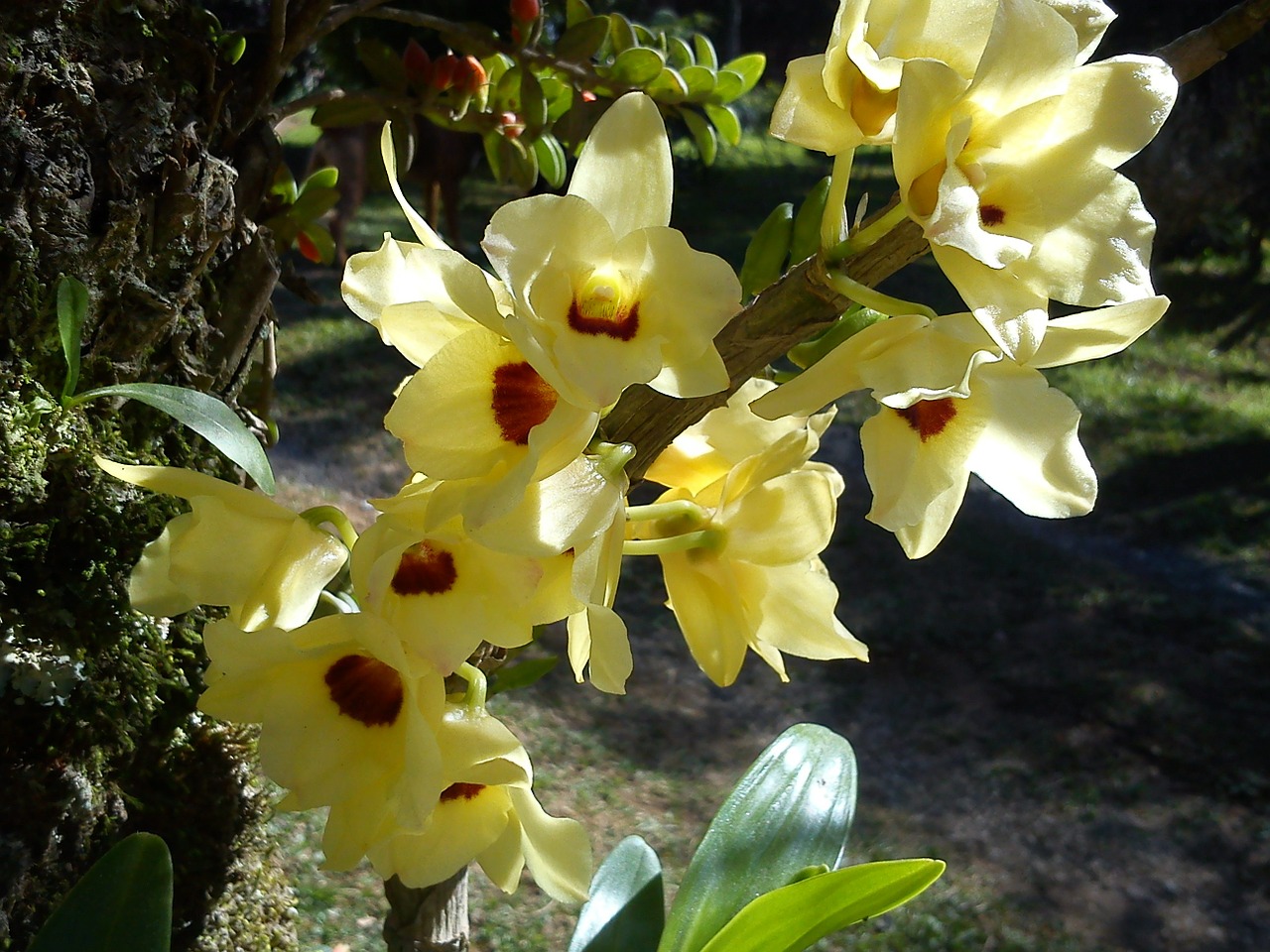 orchid flower yellow free photo