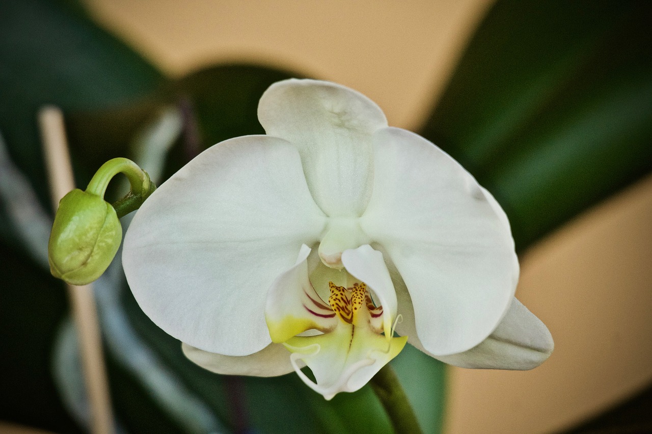 orchid  garden  flower free photo