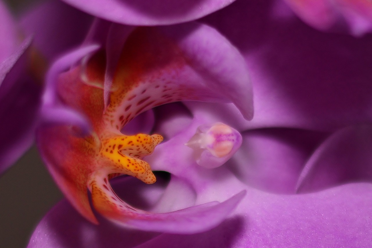 orchid  blossom  bloom free photo