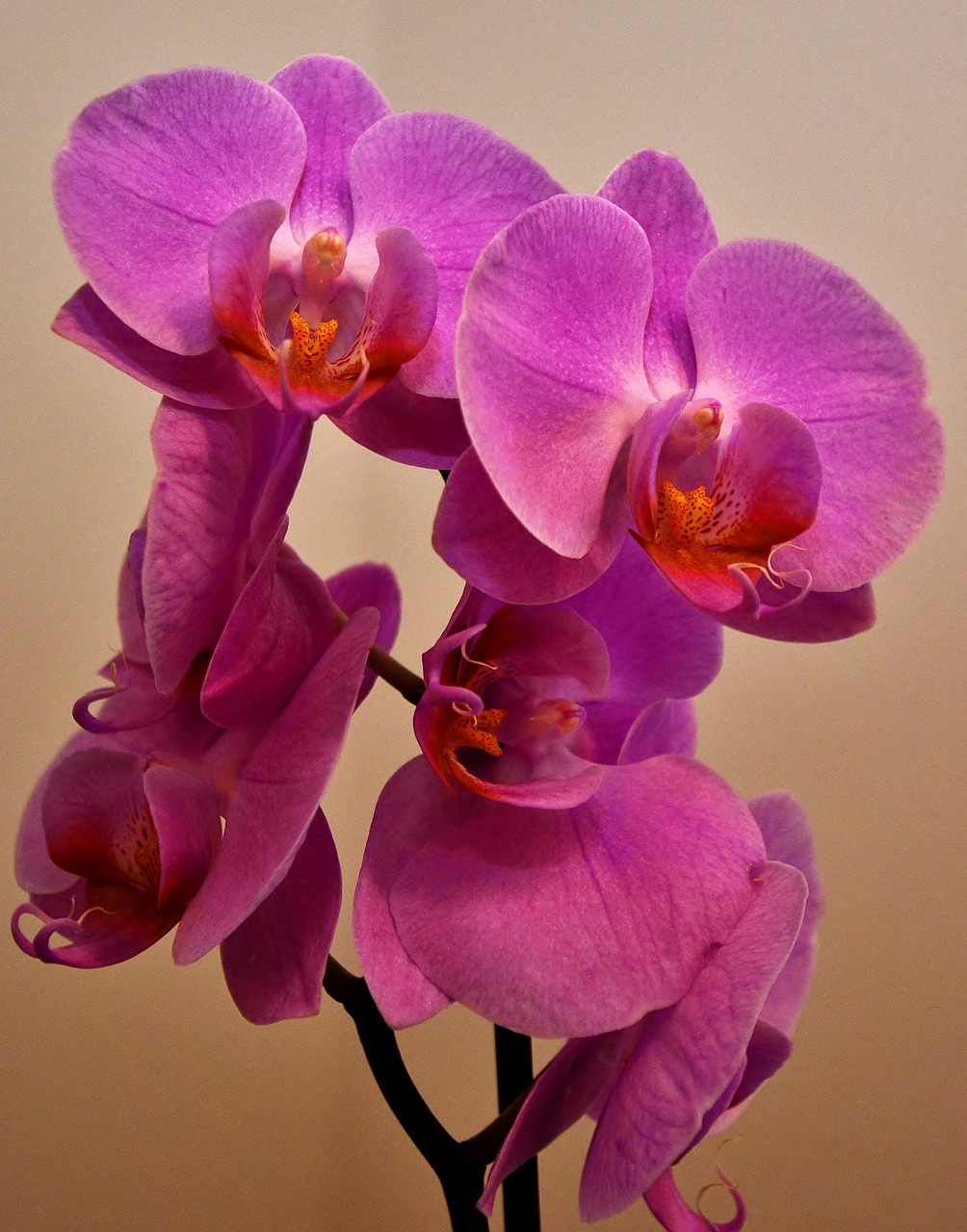 orchid  flower panicle  phalaenopsis free photo