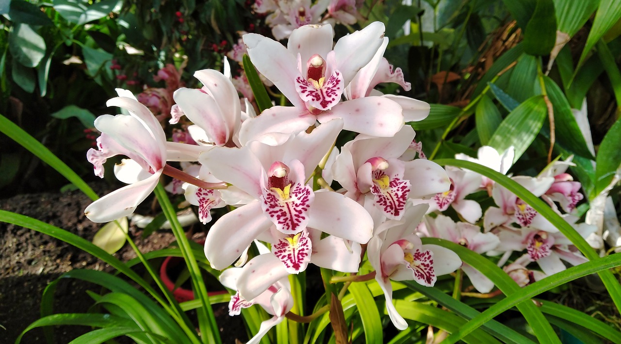 orchid  white  purple free photo