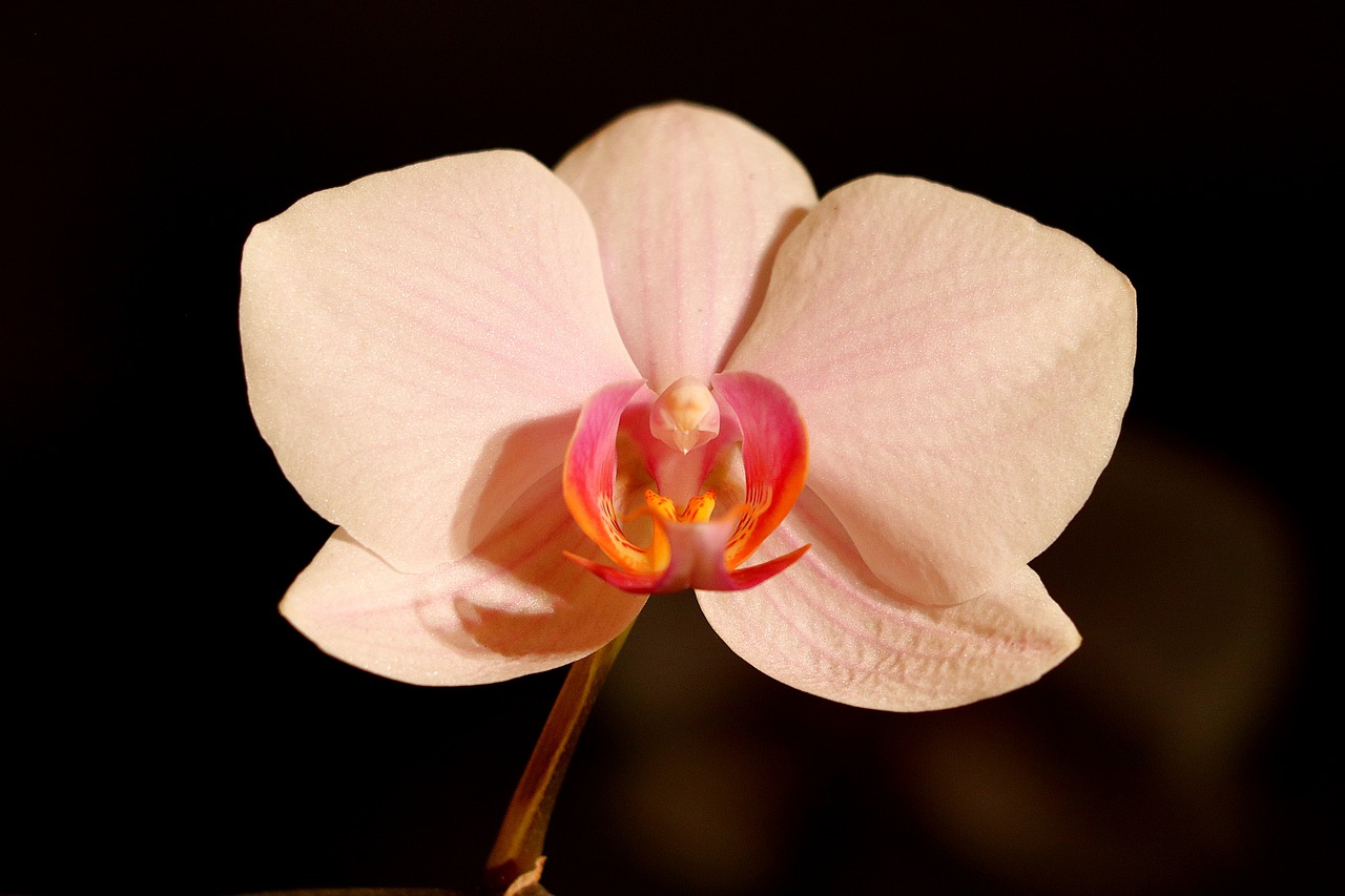 orchid  flower  blossom free photo