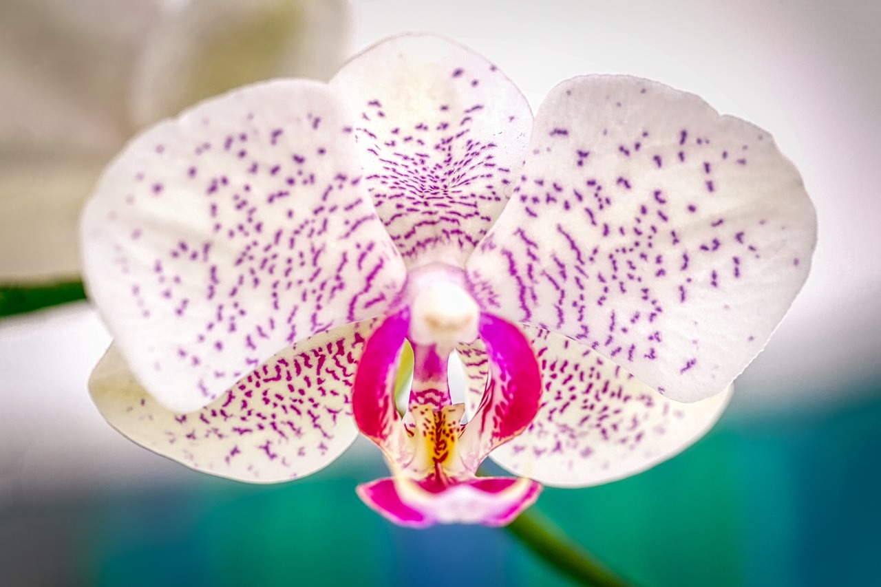 orchid  flower  blossom free photo