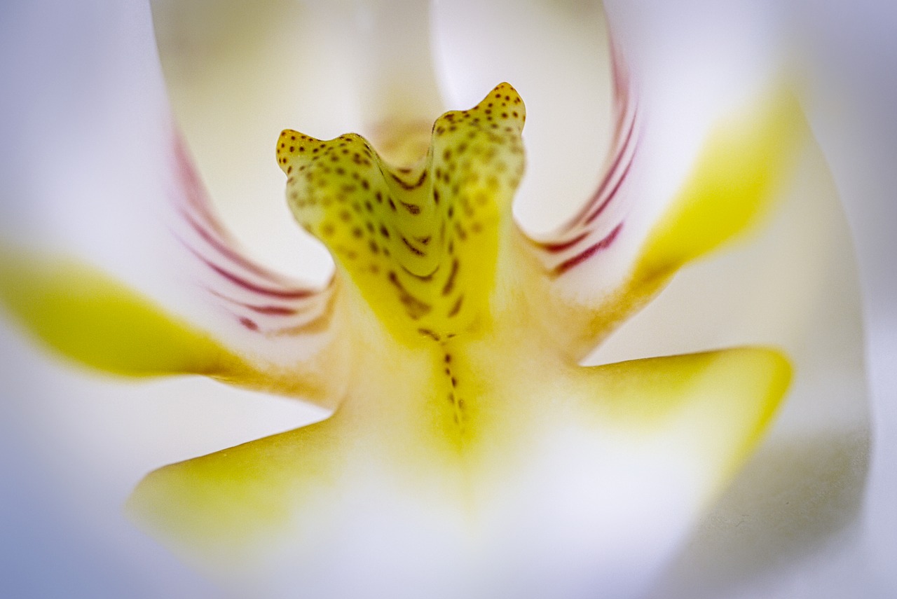 orchid  flower  blossom free photo