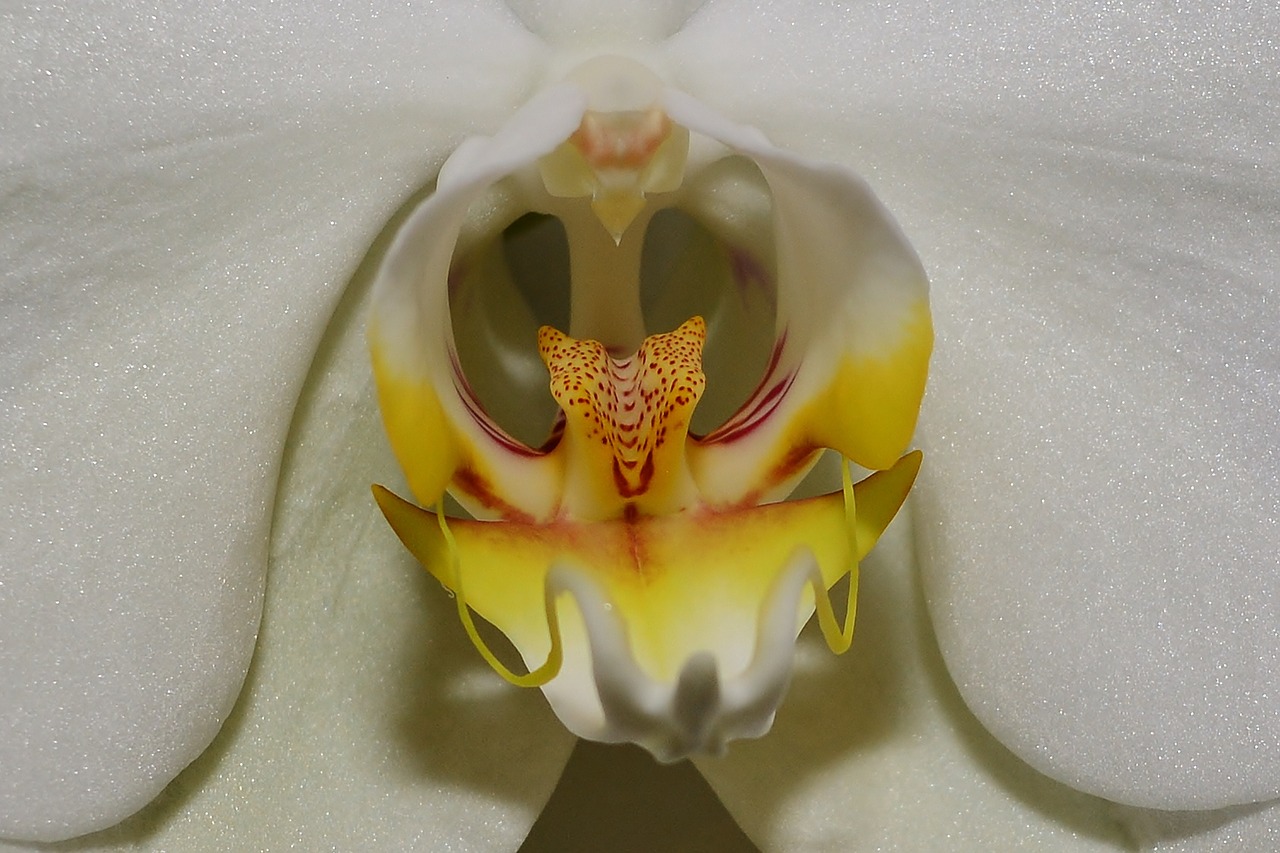 orchid  blossom  bloom free photo