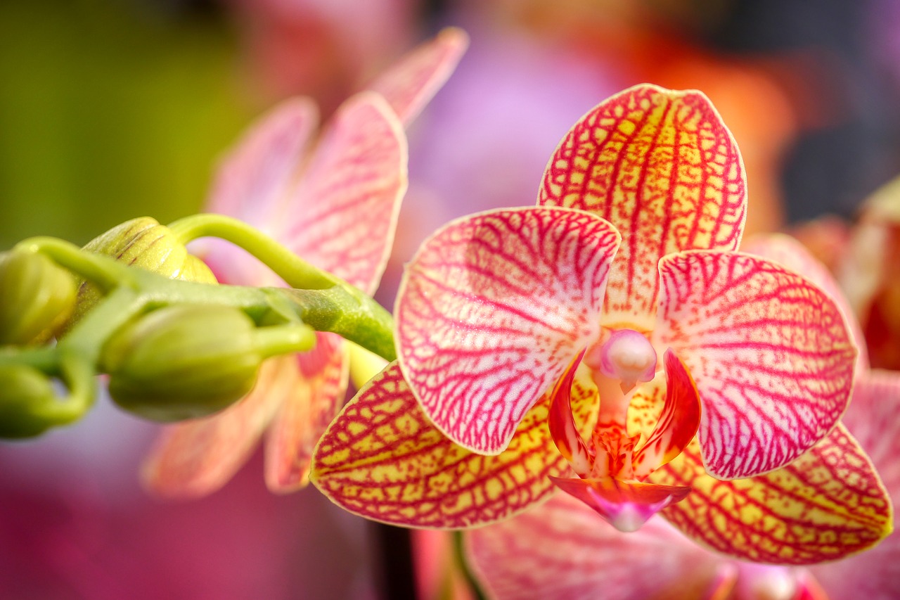 orchid  flower  nature free photo