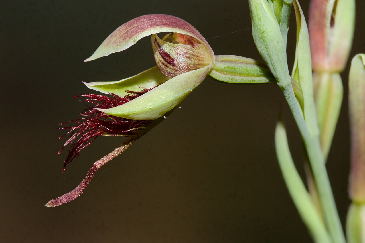 orchid  wildflower  australia free photo