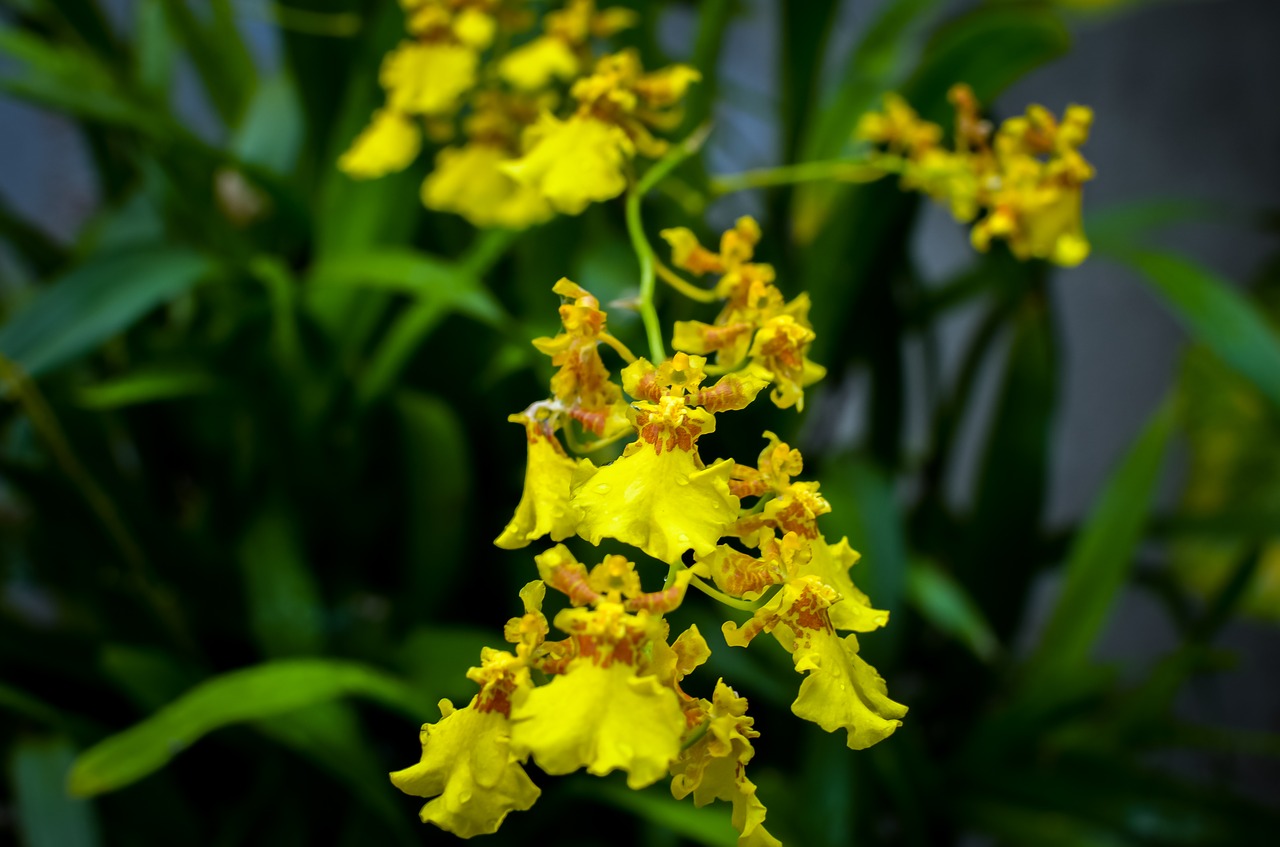 orchid  orchids  yellow free photo