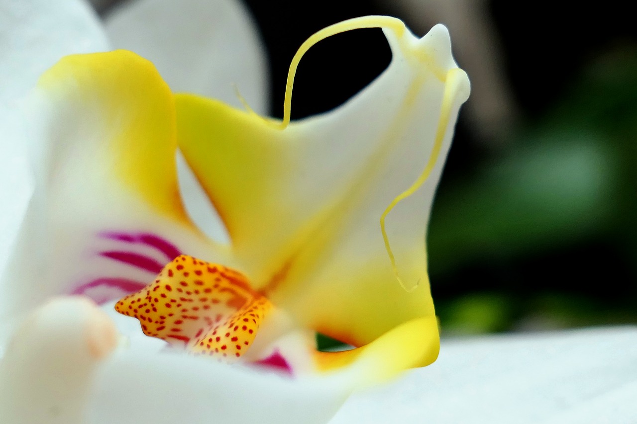 orchid  blossom  bloom free photo