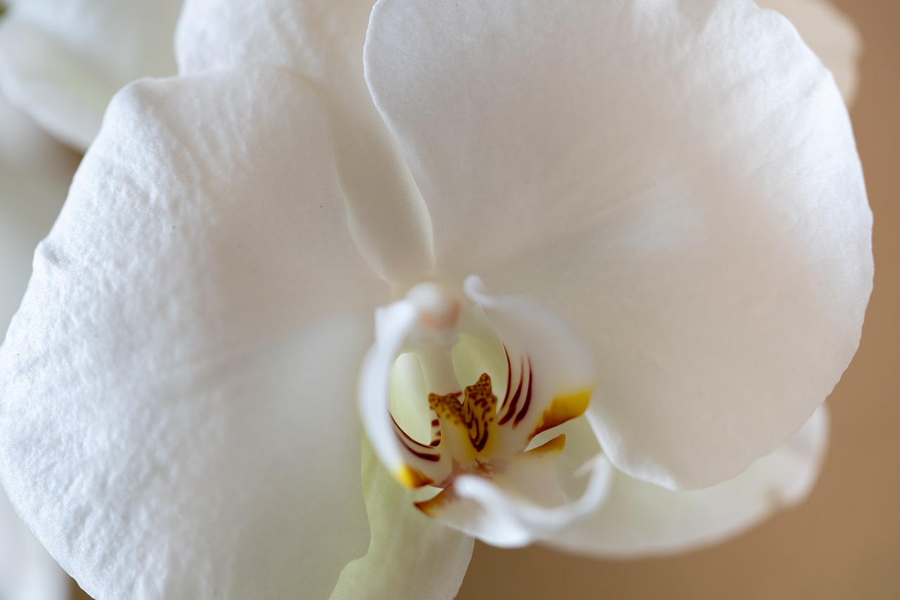 orchid  flower  macro free photo