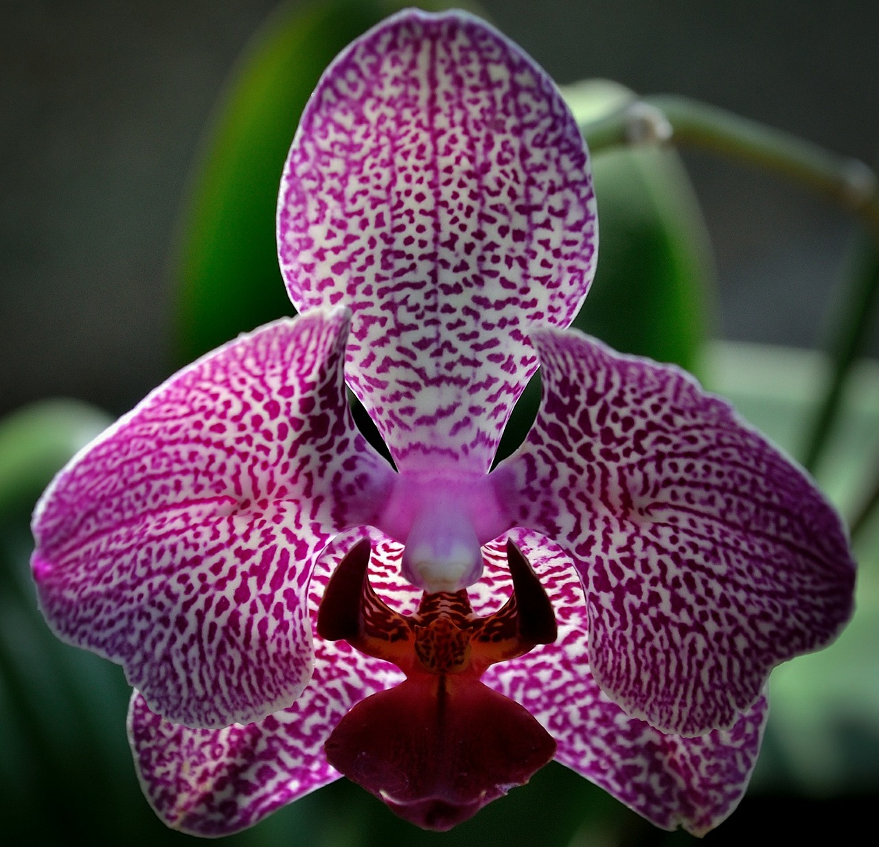 orchid flower purple free photo