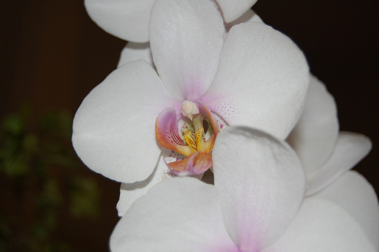 orchid  plant  bloom free photo