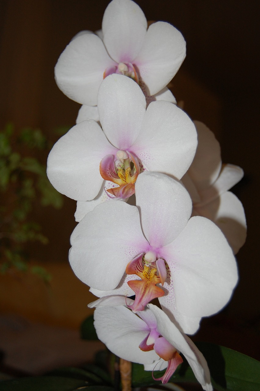 orchid  plant  bloom free photo