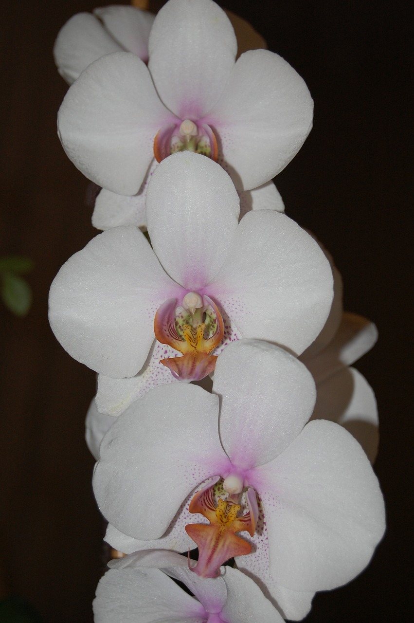 orchid  plant  bloom free photo