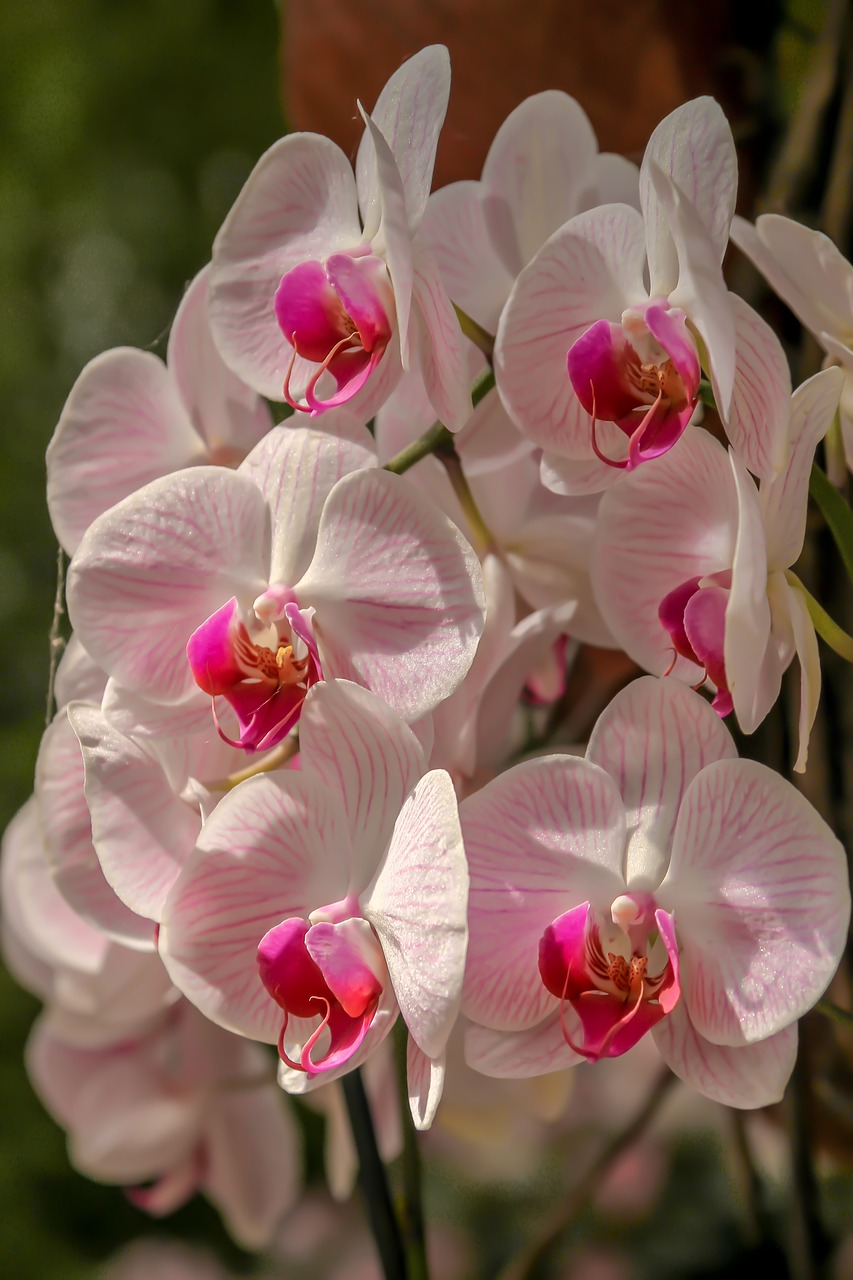 orchid  plant  nature free photo