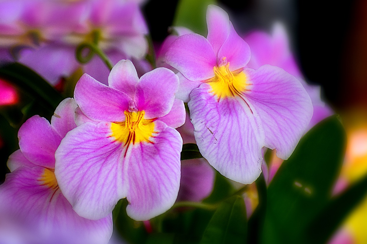 orchid  flower  spring free photo