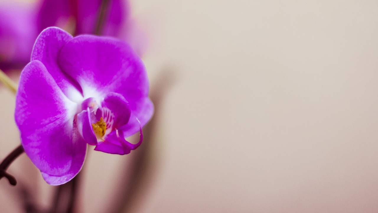 orchid  flower  pink free photo