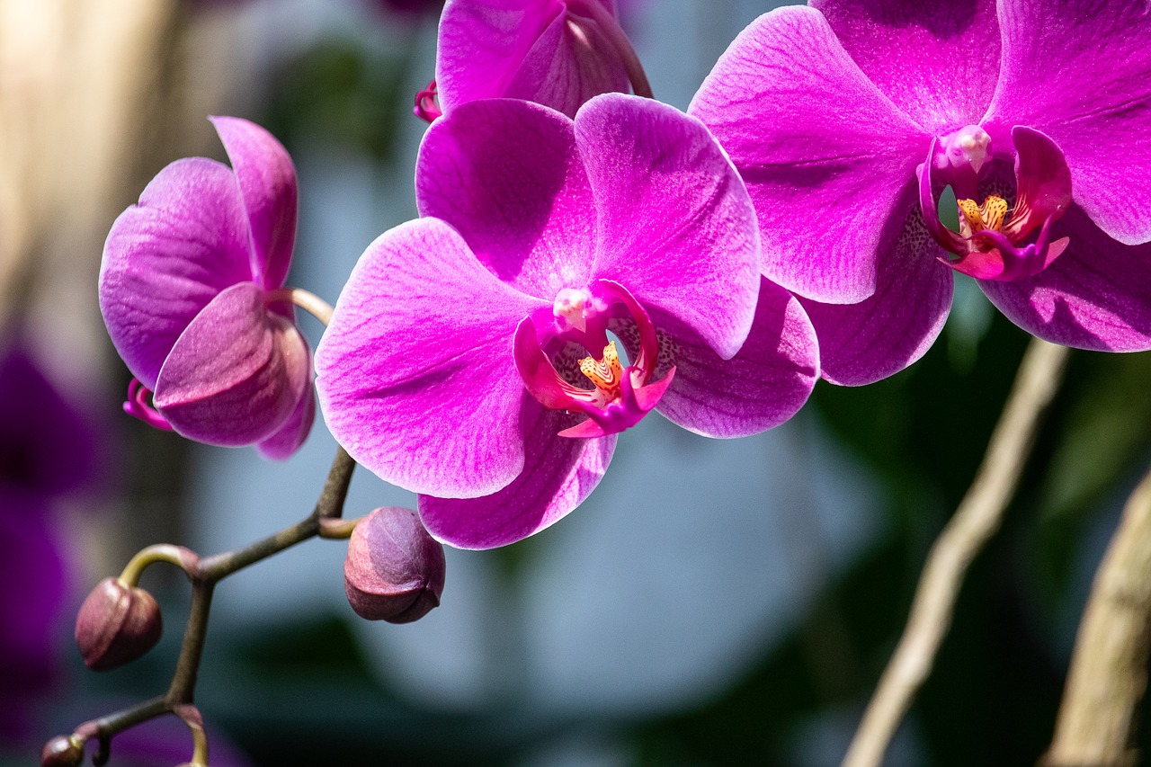 orchid  flower  plant free photo