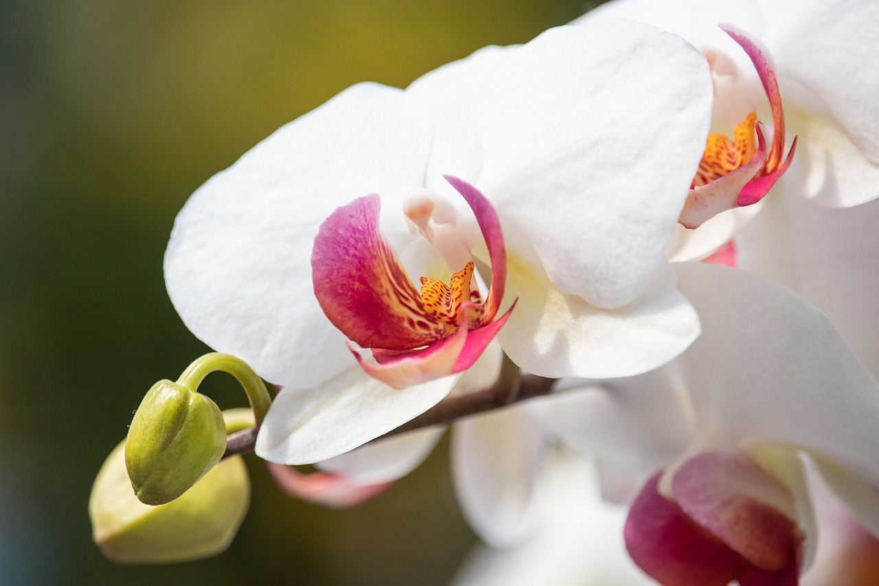 orchid  flower  plant free photo