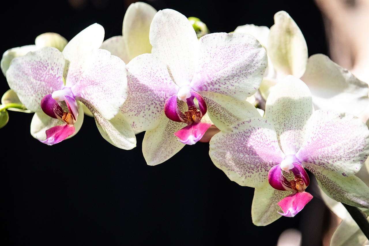 orchid  flower  plant free photo