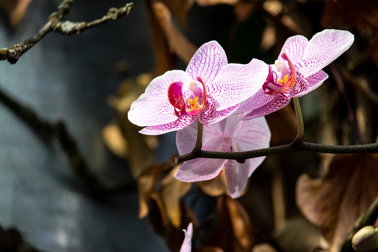 orchid  flower  plant free photo