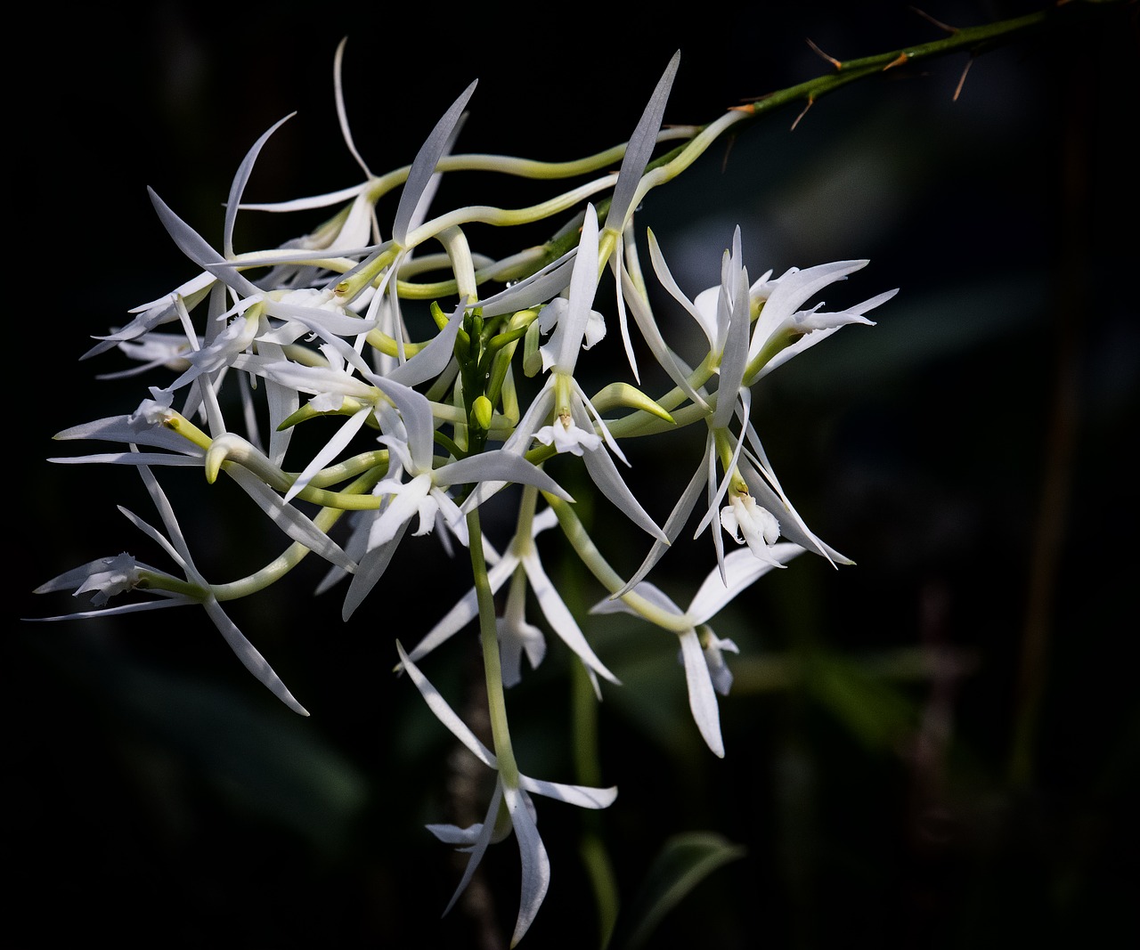 orchid  flower  plant free photo