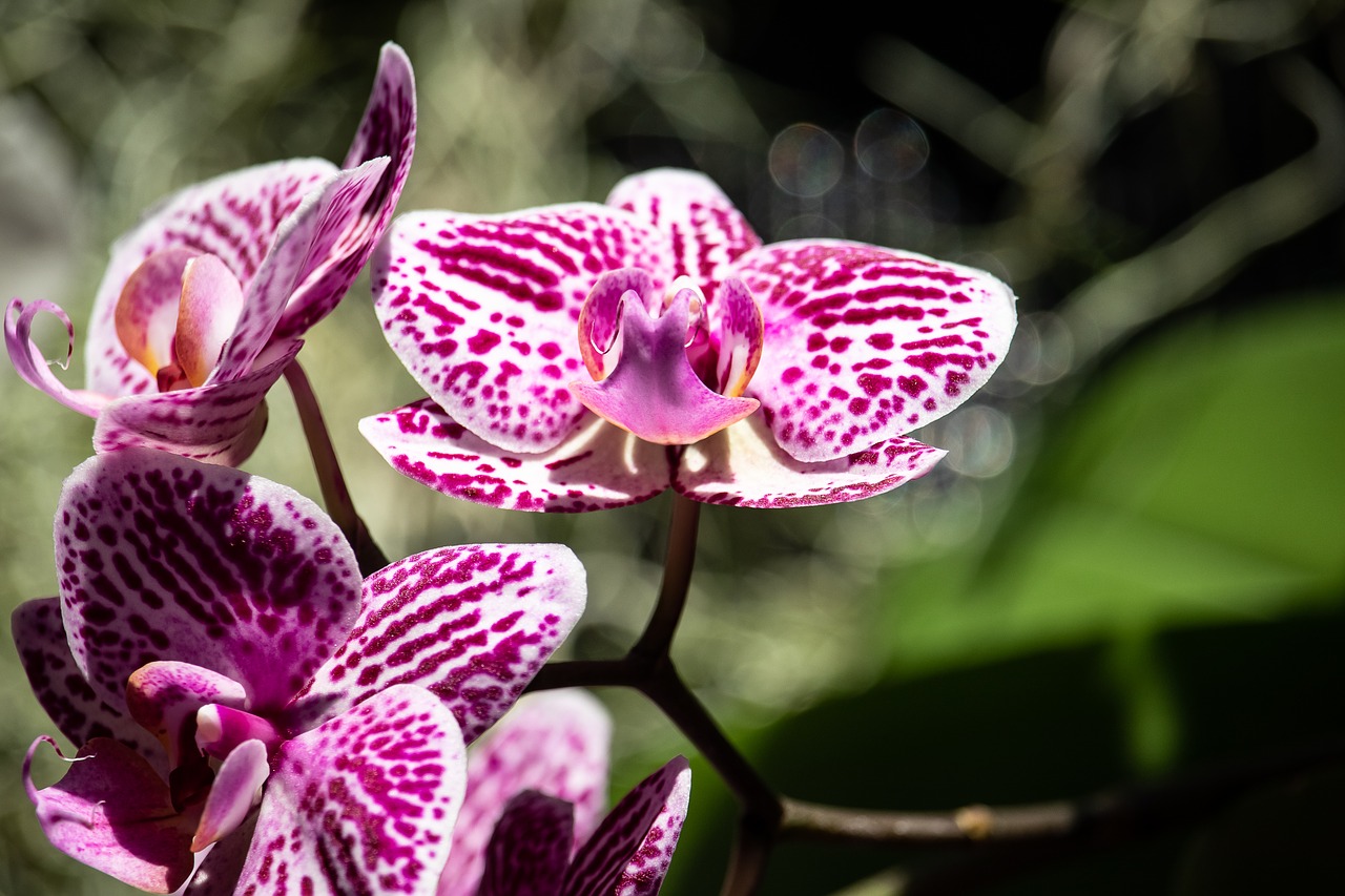 orchid  flower  plant free photo