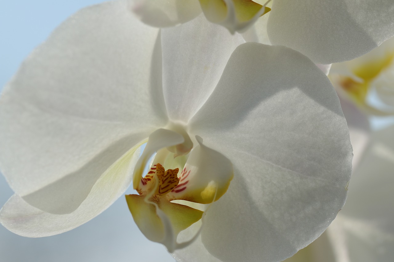 orchid  phalaenopsis  tropical free photo
